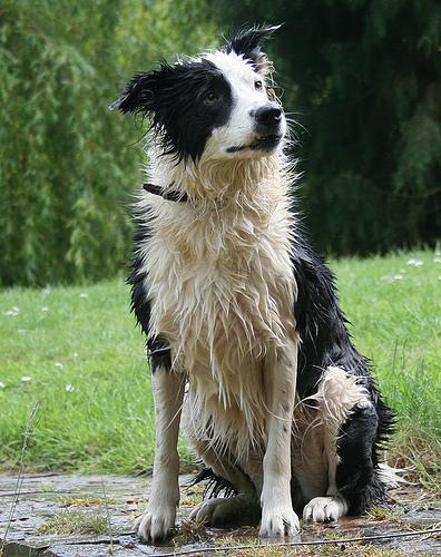 Fundhunde vs. Herrenlose Hunde: Wer trägt die Kosten im Tierheim?