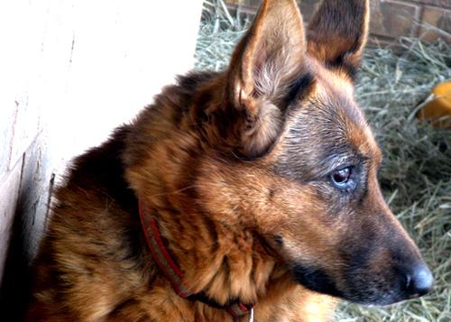 Die geschichtliche Entwicklung der Hundesteuer in Deutschland