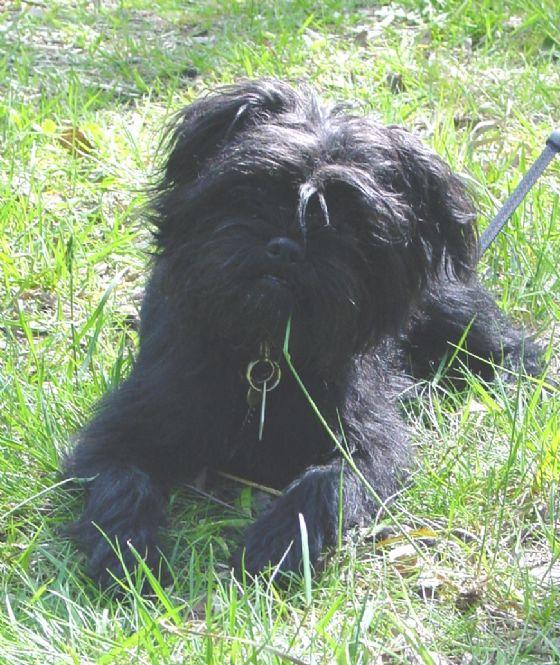 Hund anmelden und abmelden: Fristen, Formular & Umzug