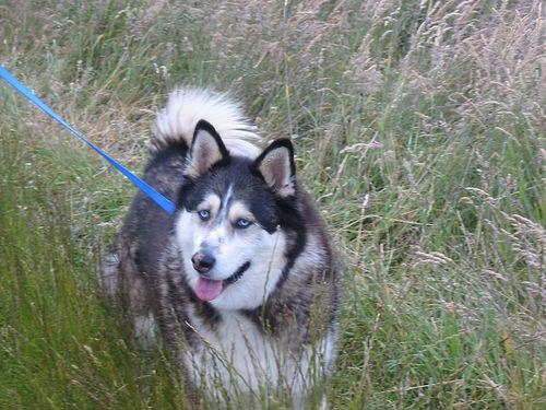 Hund ummelden bei Umzug: Fristen, Gebühren & Formulare
