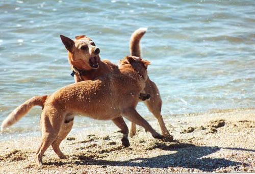 Hundehaltung in der Mietwohnung: Rechte, Pflichten & Erlaubnis