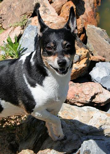 Hundekrankenversicherung vs. OP-Versicherung: Was lohnt sich wirklich?
