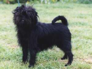 Hundesteuer in Berlin: Sätze, Befreiungen und Anmeldung