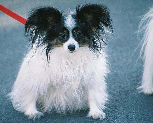 Hundesteuer in Frankfurt am Main: Kosten für den Erst- und Zweithund