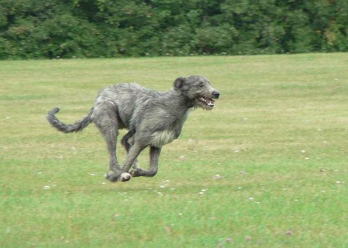 Hundesteuer für Jagdhunde und Forsthelfer: Wer ist befreit?